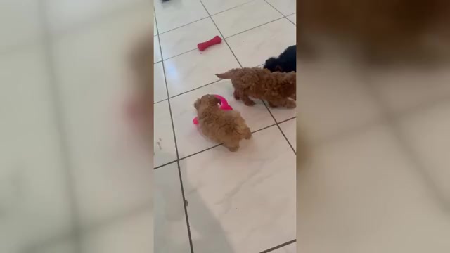 Video preview image #2 YorkiePoo Puppy For Sale in PORT SAINT LUCIE, FL, USA