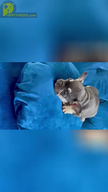 Video preview image #1 French Bulldog Puppy For Sale in TULSA, OK, USA