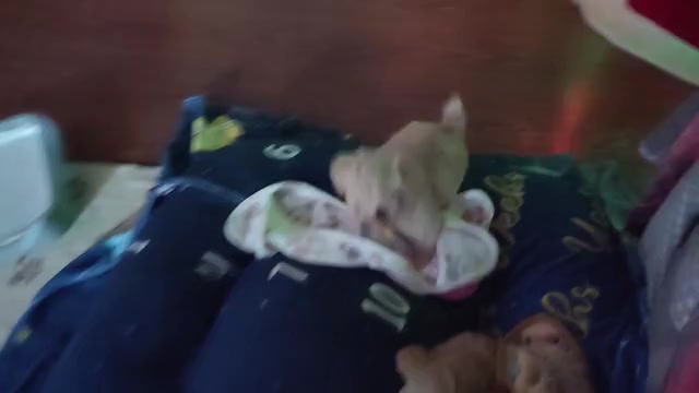 Video preview image #10 Maltipoo (Miniature) Puppy For Sale in SAN ANTONIO, TX, USA