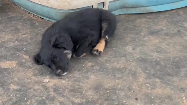 Video preview image #1 Australian Shepherd Puppy For Sale in BAILEY, CO, USA