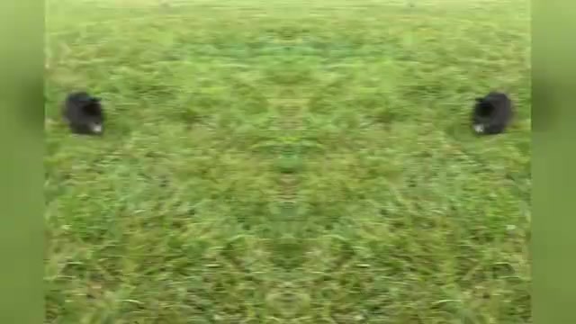 Video preview image #1 Pomeranian Puppy For Sale in WARSAW, IN, USA