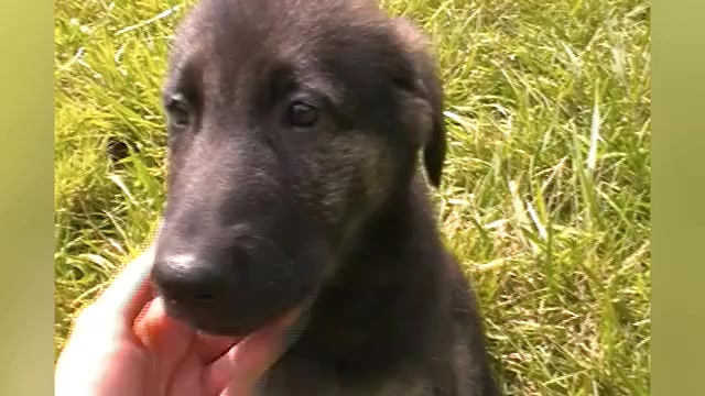 Video preview image #1 German Shepherd Dog Puppy For Sale in PIEDMONT, MO, USA