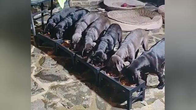 Video preview image #4 Cane Corso Puppy For Sale in WOODLAND HILLS, CA, USA