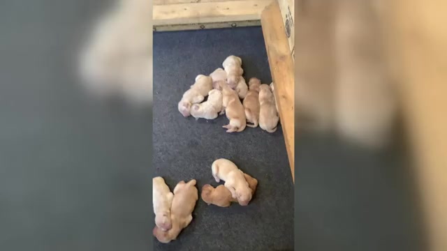 Video preview image #3 Golden Retriever Puppy For Sale in RILEYVILLE, VA, USA