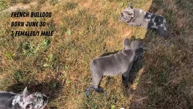 Video preview image #2 French Bulldog Puppy For Sale in GOSHEN, IN, USA