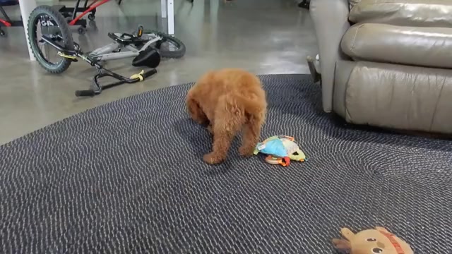 Video preview image #1 Goldendoodle (Miniature) Puppy For Sale in MILLERSBURG, OH, USA