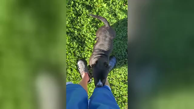 Video preview image #1 American Bully Puppy For Sale in PUYALLUP, WA, USA