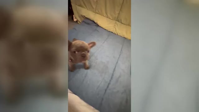 Video preview image #24 French Bulldog Puppy For Sale in ORANGE, TX, USA