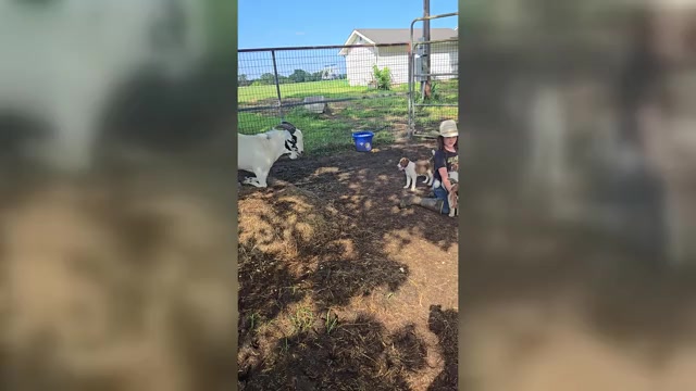 Video preview image #2 Border Collie Puppy For Sale in LEBANON, MO, USA