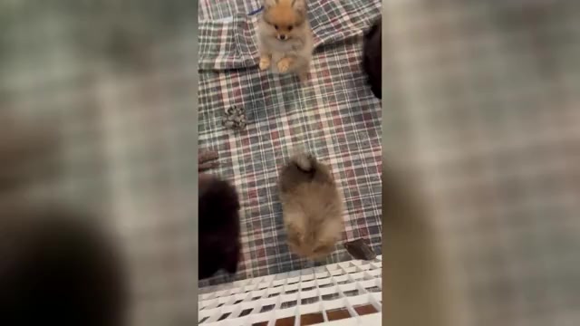 Video preview image #1 Pomeranian Puppy For Sale in ORANGE CITY, FL, USA