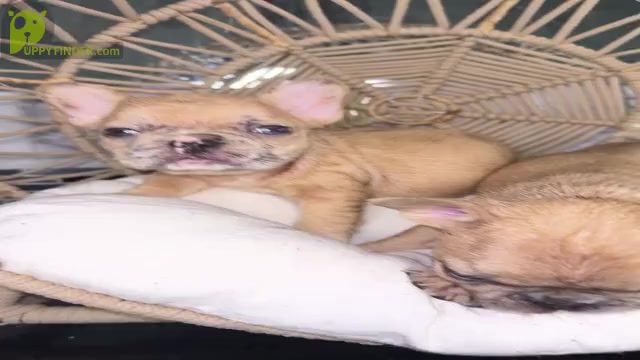 Video preview image #6 French Bulldog Puppy For Sale in HOUSTON, TX, USA