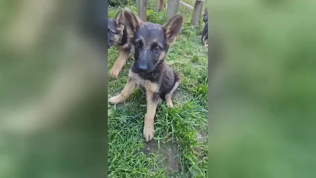 Video preview image #4 German Shepherd Dog Puppy For Sale in MONROE, WA, USA