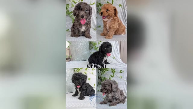 Video preview image #3 Poodle (Toy) Puppy For Sale in GOSHEN, IN, USA