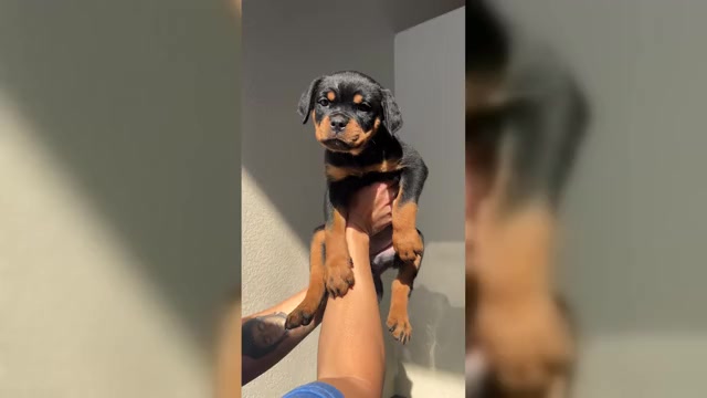 Video preview image #3 Rottweiler Puppy For Sale in MENIFEE, CA, USA