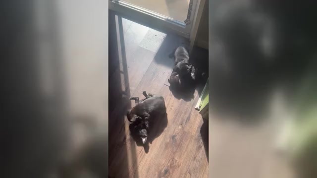 Video preview image #1 French Bulldog Puppy For Sale in JOLIET, IL, USA