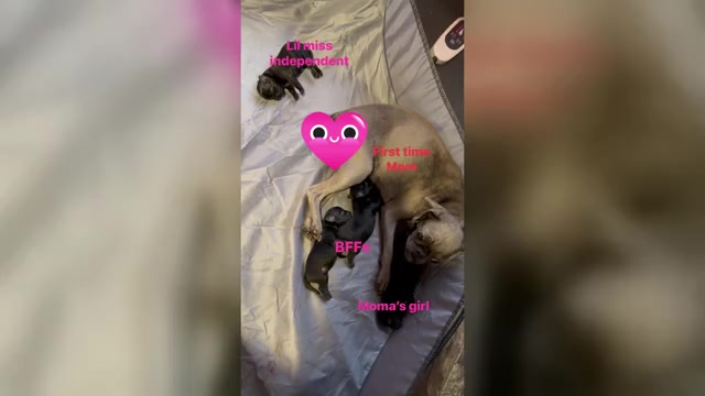 Video preview image #1 Brussels Griffon Puppy For Sale in SPRING BRANCH, TX, USA