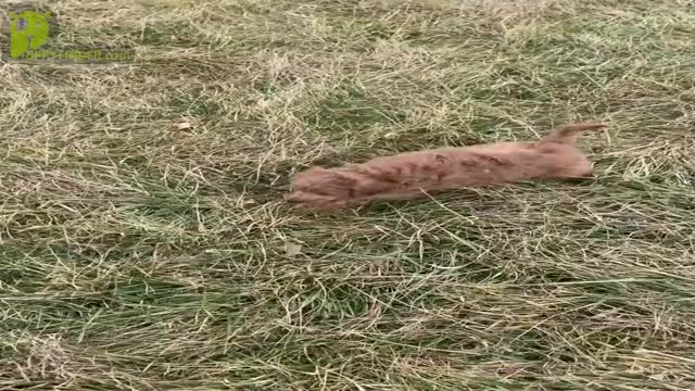 Video preview image #3 Goldendoodle (Miniature) Puppy For Sale in WARSAW, IN, USA