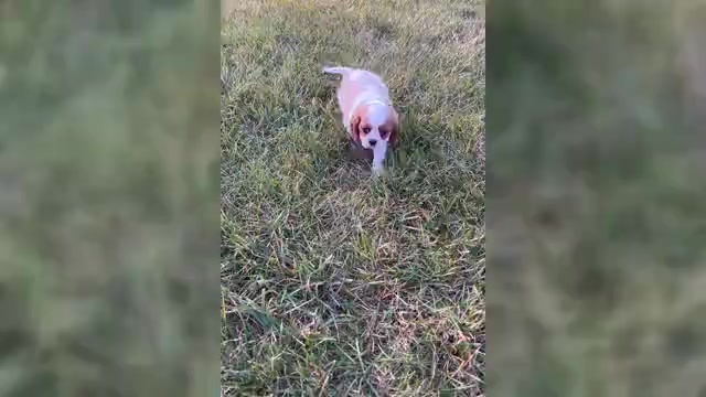Video preview image #1 Cavalier King Charles Spaniel Puppy For Sale in WARSAW, IN, USA