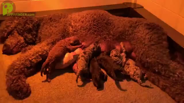 Video preview image #1 Poodle (Standard) Puppy For Sale in PAW PAW, MI, USA