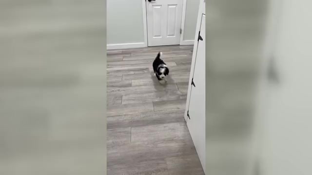 Video preview image #2 Bernedoodle (Miniature) Puppy For Sale in DUNDEE, OH, USA