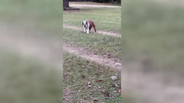 Video preview image #5 English Bulldog Puppy For Sale in MARIANNA, FL, USA