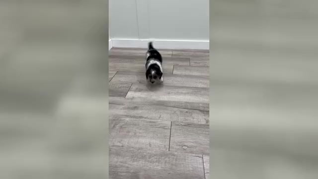 Video preview image #1 Beaglier Puppy For Sale in MILLERSBURG, OH, USA