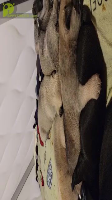 Video preview image #1  Breeder Profile in CINCINNATI, OH, USA