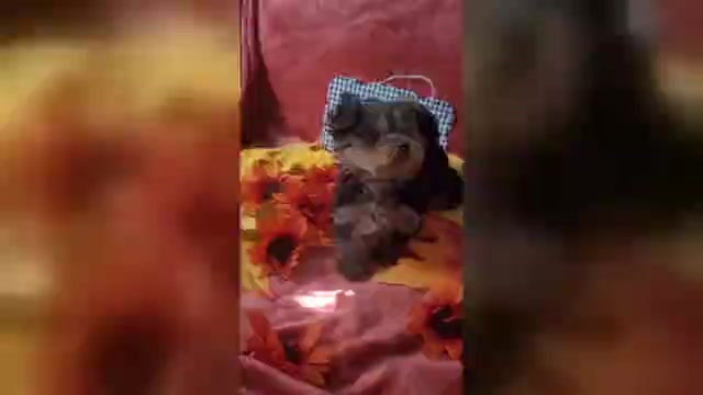 Video preview image #2 Yorkshire Terrier Puppy For Sale in AKRON, OH, USA