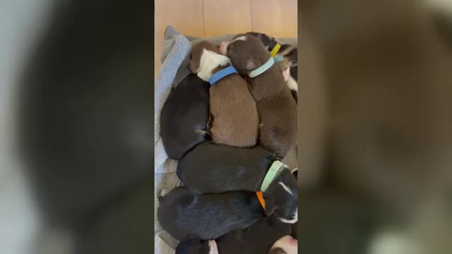 Video preview image #1 Australian Shepherd Puppy For Sale in OLD LYME, CT, USA