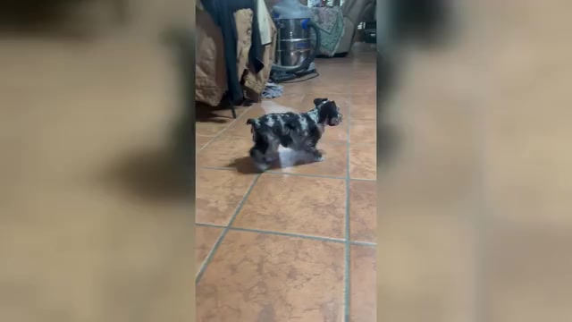 Video preview image #3 Schnauzer (Miniature) Puppy For Sale in PORT LAVACA, TX, USA