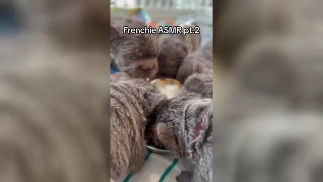 Video preview image #1  Breeder Profile in PALM CITY, FL, USA