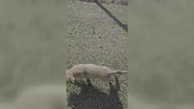 Video preview image #1  Breeder Profile in Cordele, GA, USA