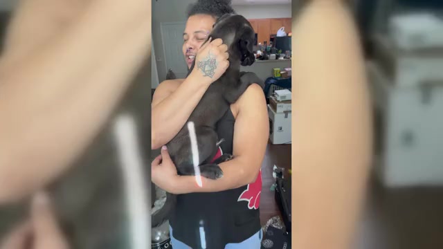 Video preview image #3 American Staffordshire Terrier-Siberian Husky Mix Puppy For Sale in SNEADS FERRY, NC, USA