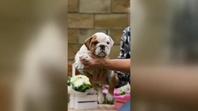 Video preview image #2  Breeder Profile in Balakliya, Kharkiv, Ukraine