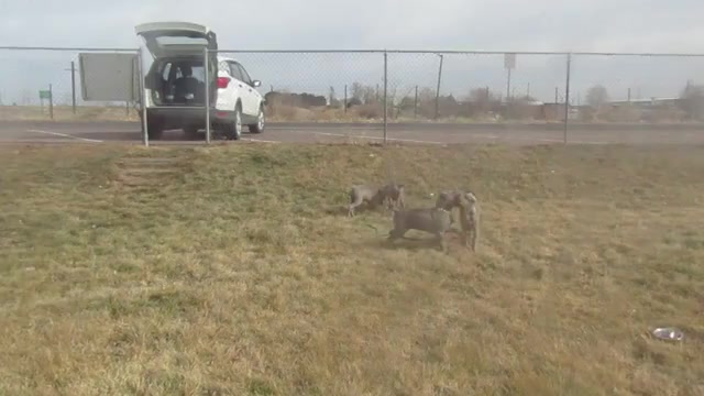 Video preview image #4 Weimaraner Puppy For Sale in LAS ANIMAS, CO, USA
