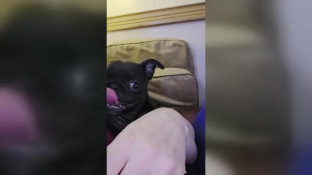 Video preview image #4 Pug Puppy For Sale in HILLSDALE, MI, USA