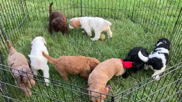 Video preview image #1 Labradoodle Puppy For Sale in MIFFLINBURG, PA, USA