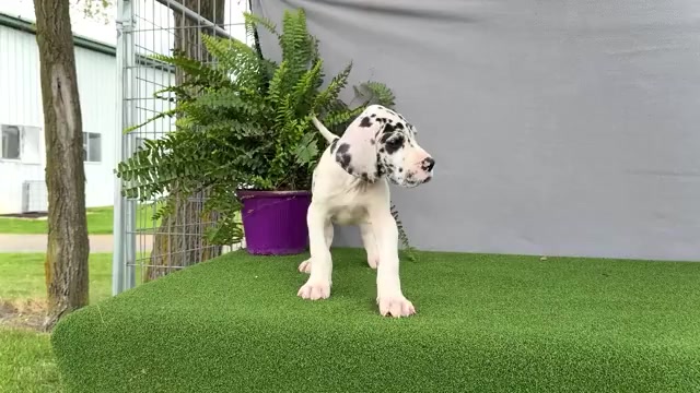 Video preview image #3 Great Dane Puppy For Sale in WAKARUSA, IN, USA