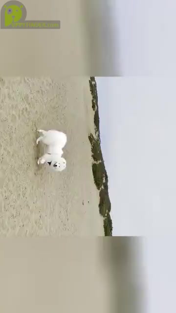 Video preview image #2 Samoyed Puppy For Sale in DALY CITY, CA, USA