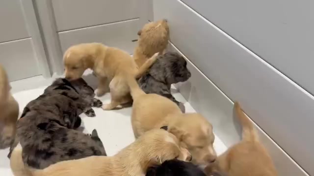 Video preview image #1 Australian Retriever Puppy For Sale in NEWCOMERSTOWN, OH, USA