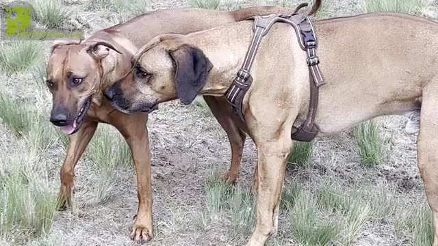 Video preview image #1 Rhodesian Ridgeback Puppy For Sale in FAIRPLAY, CO, USA