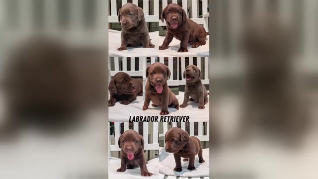 Video preview image #1 Labrador Retriever Puppy For Sale in GOSHEN, IN, USA