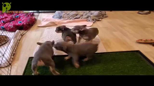 Video preview image #1 French Bulldog Puppy For Sale in MARYVILLE, TN, USA