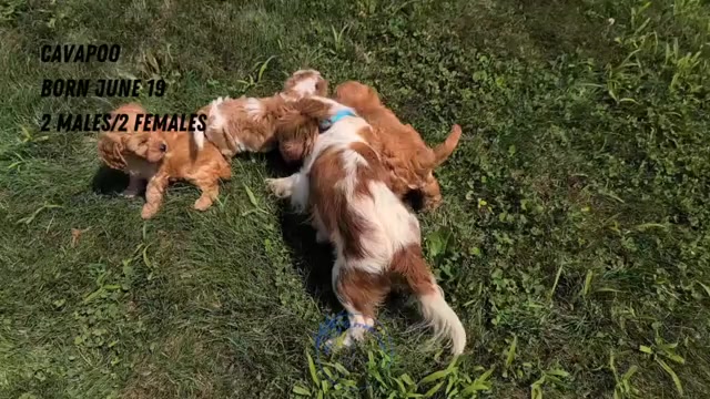 Video preview image #2 Cavapoo Puppy For Sale in GOSHEN, IN, USA