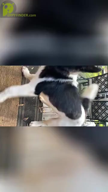 Video preview image #8  Breeder Profile in MCDONOUGH, GA, USA
