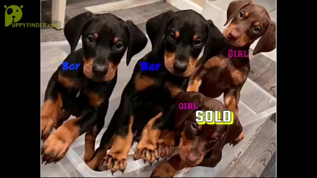 Video preview image #1 Doberman Pinscher Puppy For Sale in STKN, CA, USA