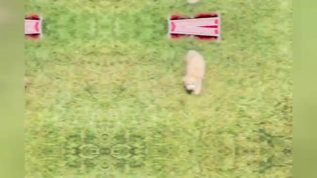 Video preview image #1 Maltipoo Puppy For Sale in WARSAW, IN, USA