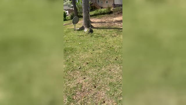 Video preview image #1 Cane Corso Puppy For Sale in MCDONOUGH, GA, USA