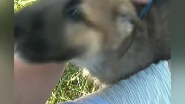 Video preview image #1 German Shepherd Dog Puppy For Sale in PIEDMONT, MO, USA