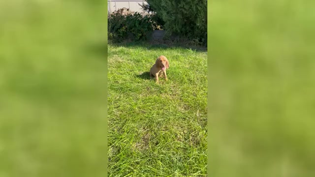 Video preview image #1 Bloodhound Puppy For Sale in FORT MORGAN, CO, USA